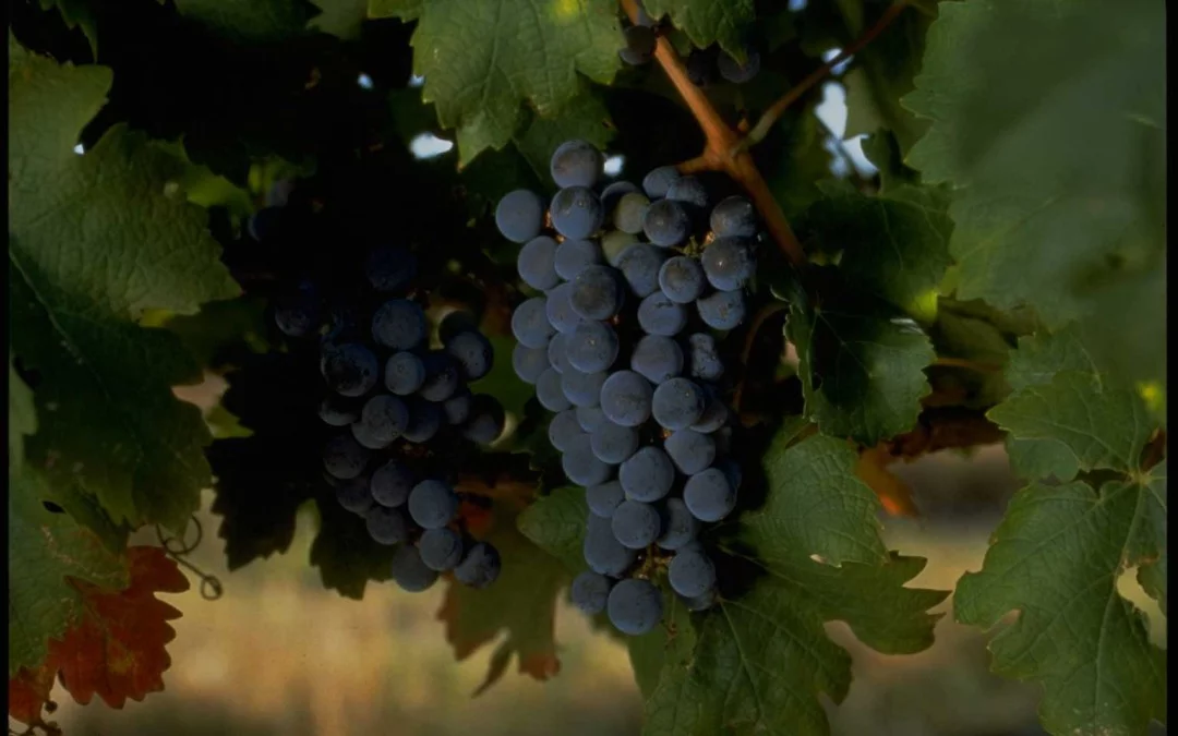 Vendimia 2015. Vinos D.O. Ribera del Duero